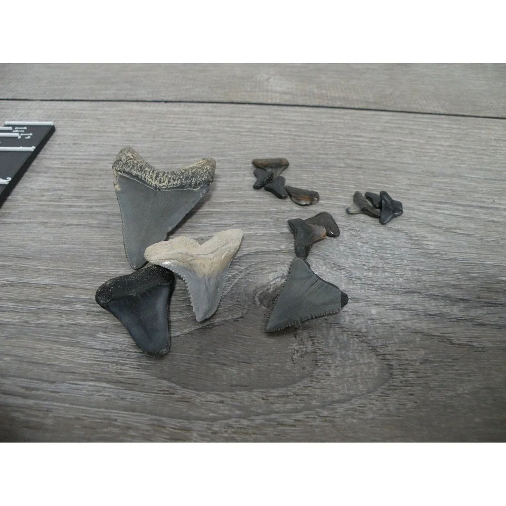 N/A collection 13